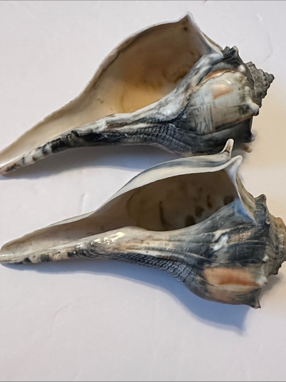 Decorative Natural Lightening Whelk Sea Shell Pair in Gray and Cream - Picture 3 of 7